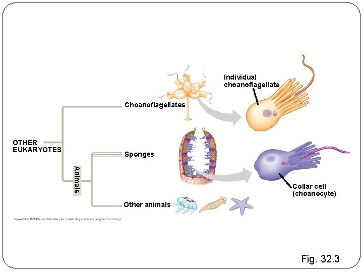 Individual choanoflagellate Choanoflagellates OTHER EUKARYOTES Sponges Animals Collar cell (choanocyte) Other animals Fig. 32.