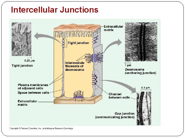 Intercellular Junctions 