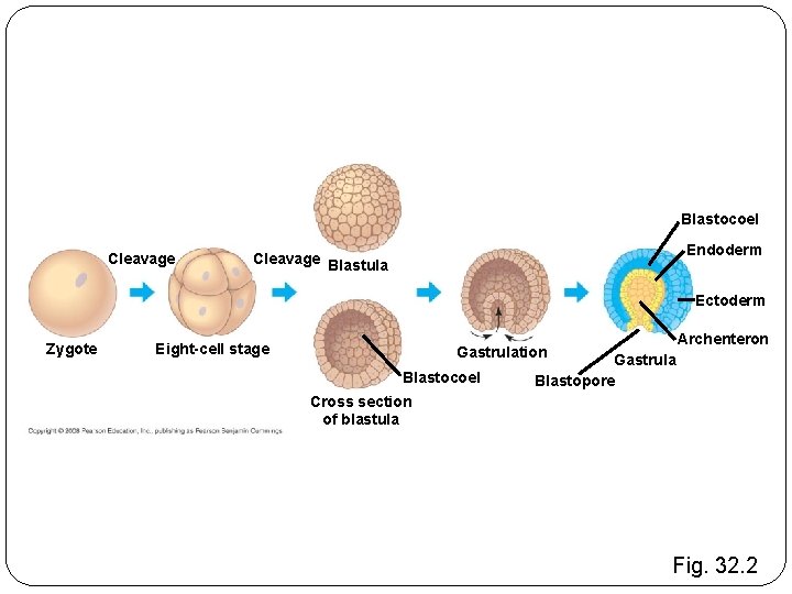 Blastocoel Cleavage Endoderm Cleavage Blastula Ectoderm Zygote Eight-cell stage Gastrulation Blastocoel Archenteron Gastrula Blastopore