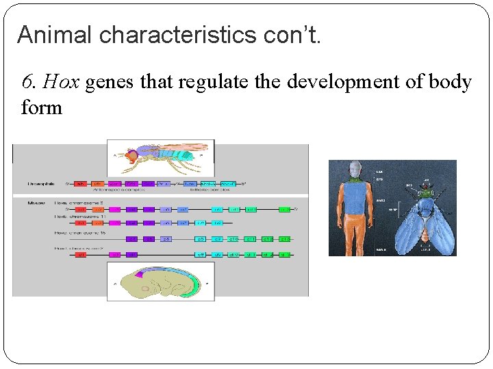 Animal characteristics con’t. 6. Hox genes that regulate the development of body form 