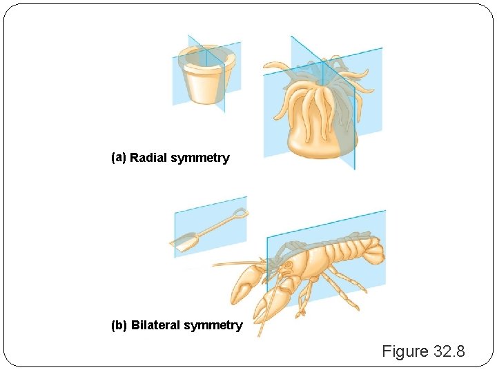 (a) Radial symmetry (b) Bilateral symmetry Figure 32. 8 