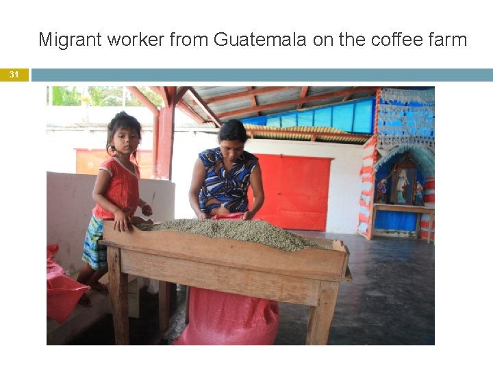 Migrant worker from Guatemala on the coffee farm 31 