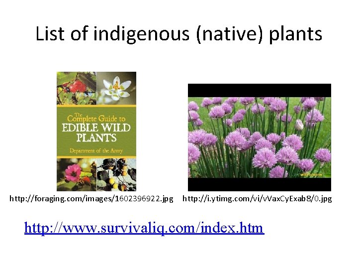 List of indigenous (native) plants http: //foraging. com/images/1602396922. jpg http: //i. ytimg. com/vi/v. Vax.