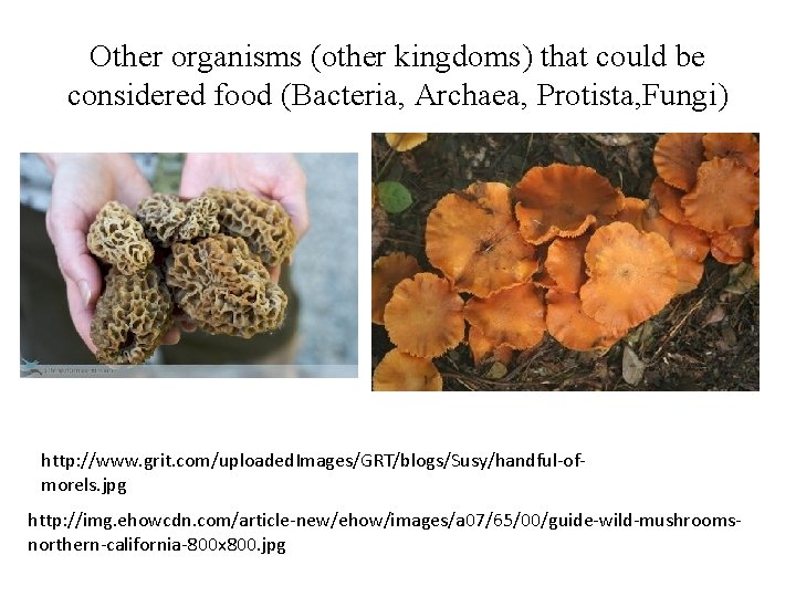 Other organisms (other kingdoms) that could be considered food (Bacteria, Archaea, Protista, Fungi) http: