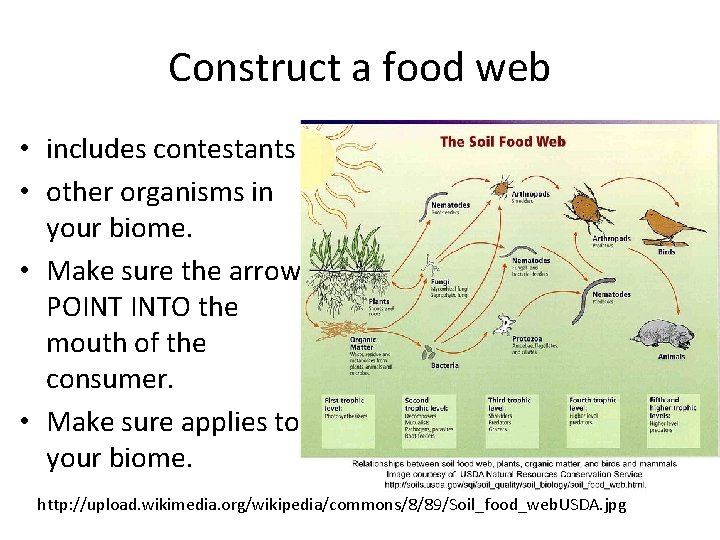 Construct a food web • includes contestants • other organisms in your biome. •
