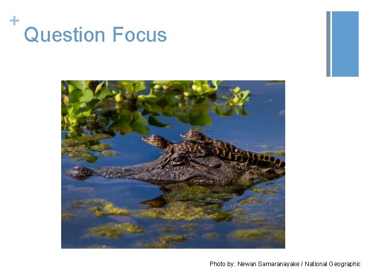 + Question Focus Photo by: Newan Samaranayake / National Geographic 