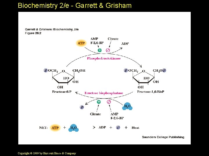 Biochemistry 2/e - Garrett & Grisham Copyright © 1999 by Harcourt Brace & Company