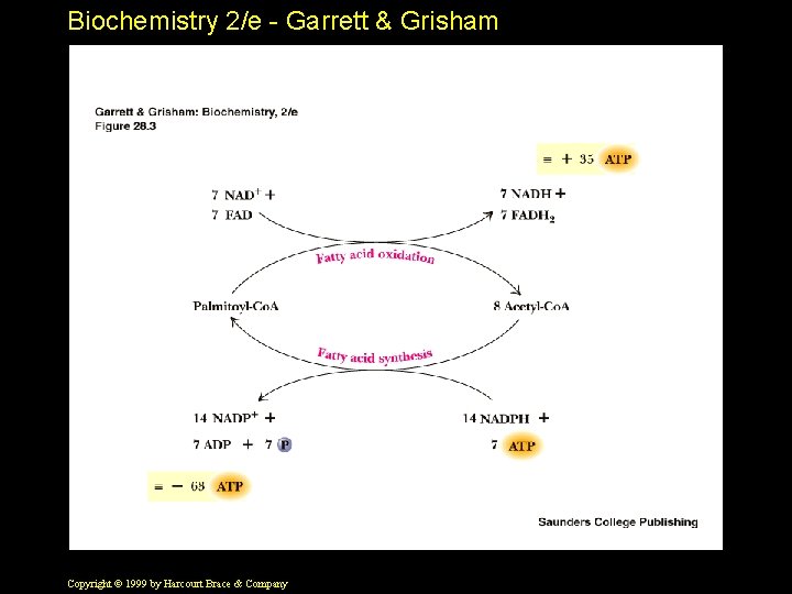 Biochemistry 2/e - Garrett & Grisham Copyright © 1999 by Harcourt Brace & Company