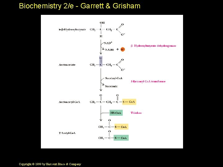 Biochemistry 2/e - Garrett & Grisham Copyright © 1999 by Harcourt Brace & Company