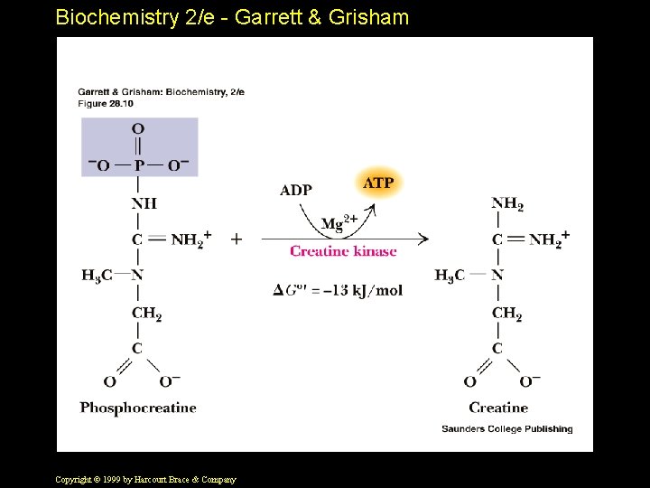 Biochemistry 2/e - Garrett & Grisham Copyright © 1999 by Harcourt Brace & Company