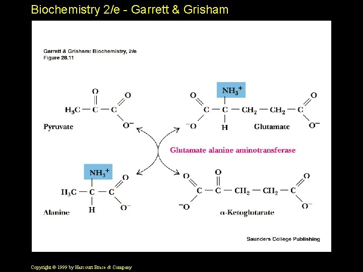 Biochemistry 2/e - Garrett & Grisham Copyright © 1999 by Harcourt Brace & Company