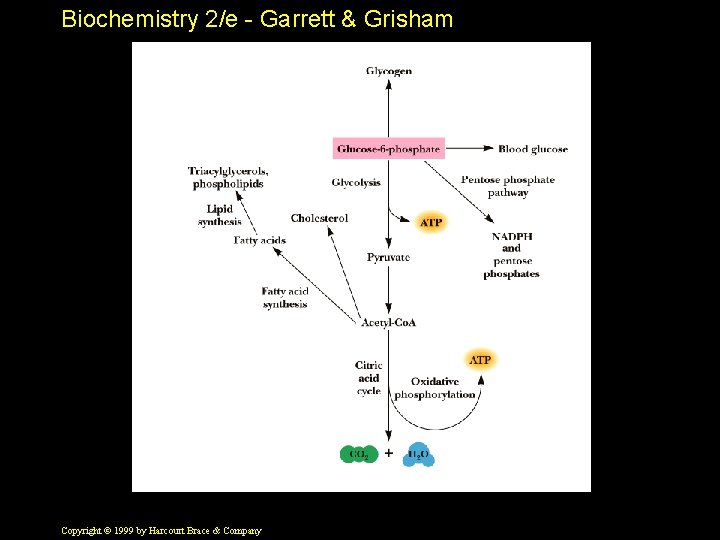 Biochemistry 2/e - Garrett & Grisham Copyright © 1999 by Harcourt Brace & Company