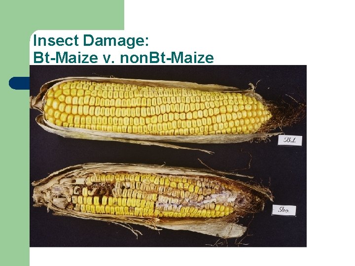 Insect Damage: Bt-Maize v. non. Bt-Maize 