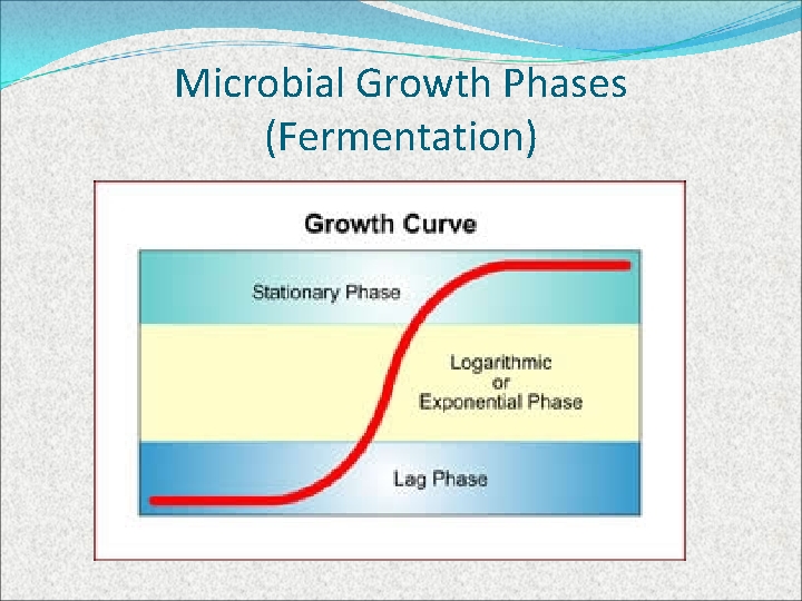 Microbial Growth Phases (Fermentation) 