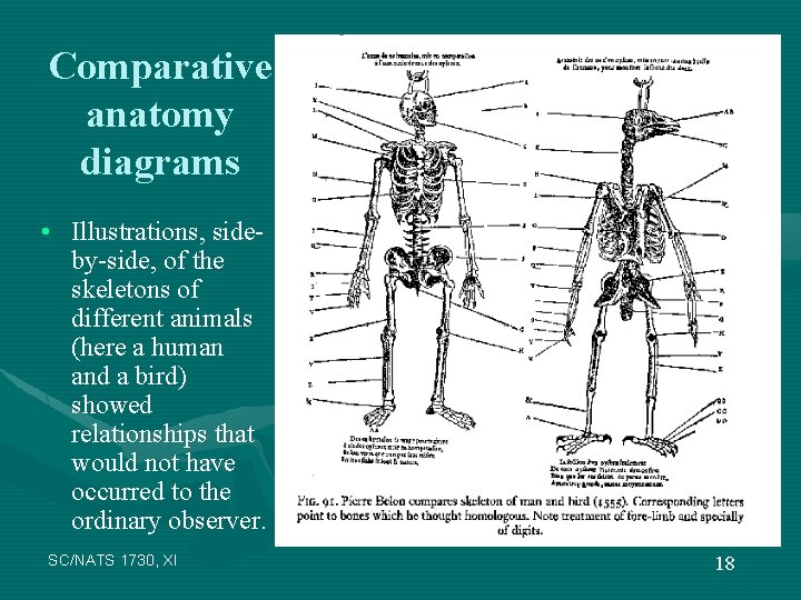 Comparative anatomy diagrams • Illustrations, sideby-side, of the skeletons of different animals (here a
