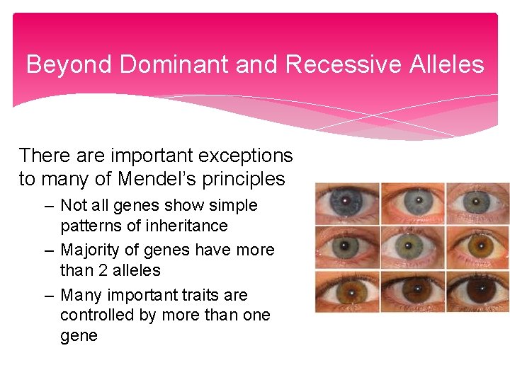 Beyond Dominant and Recessive Alleles There are important exceptions to many of Mendel’s principles