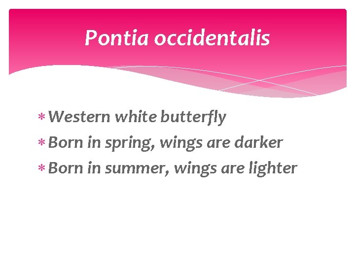 Pontia occidentalis Western white butterfly Born in spring, wings are darker Born in summer,