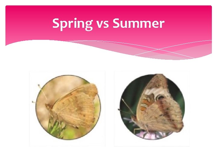 Spring vs Summer 
