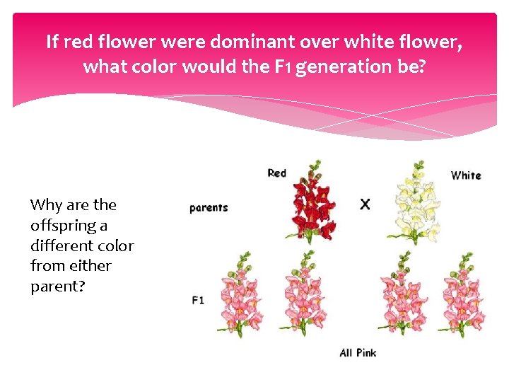 If red flower were dominant over white flower, what color would the F 1