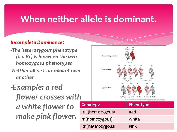 When neither allele is dominant. Incomplete Dominance: -The heterozygous phenotype (i. e. Rr) is
