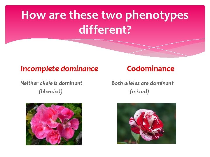 How are these two phenotypes different? Incomplete dominance Neither allele is dominant (blended) Codominance