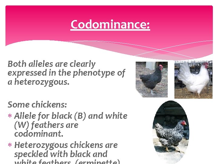 Codominance: Both alleles are clearly expressed in the phenotype of a heterozygous. Some chickens:
