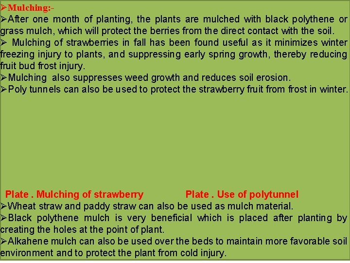 ØMulching: ØAfter one month of planting, the plants are mulched with black polythene or