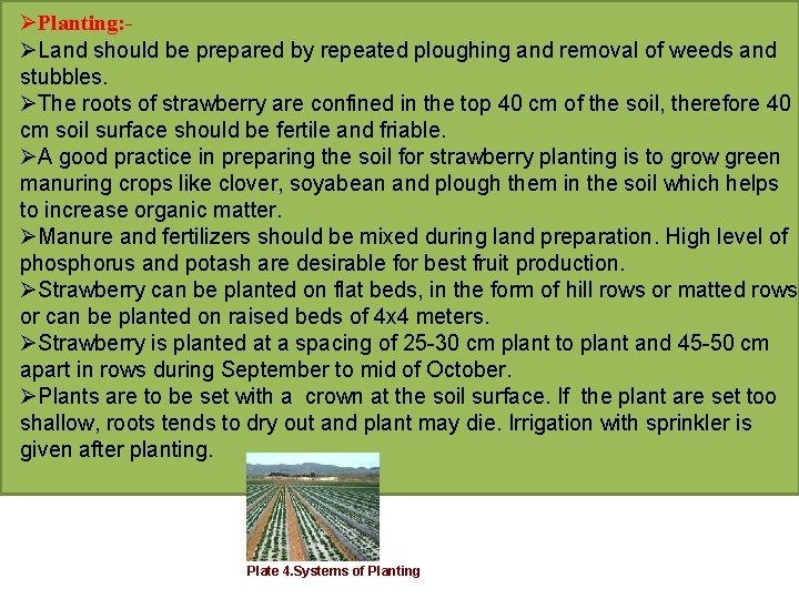 ØPlanting: ØLand should be prepared by repeated ploughing and removal of weeds and stubbles.