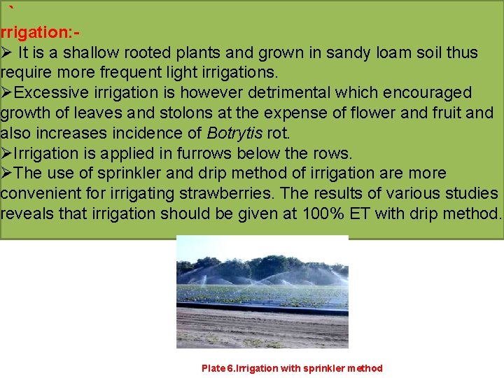 ` rrigation: Ø It is a shallow rooted plants and grown in sandy loam