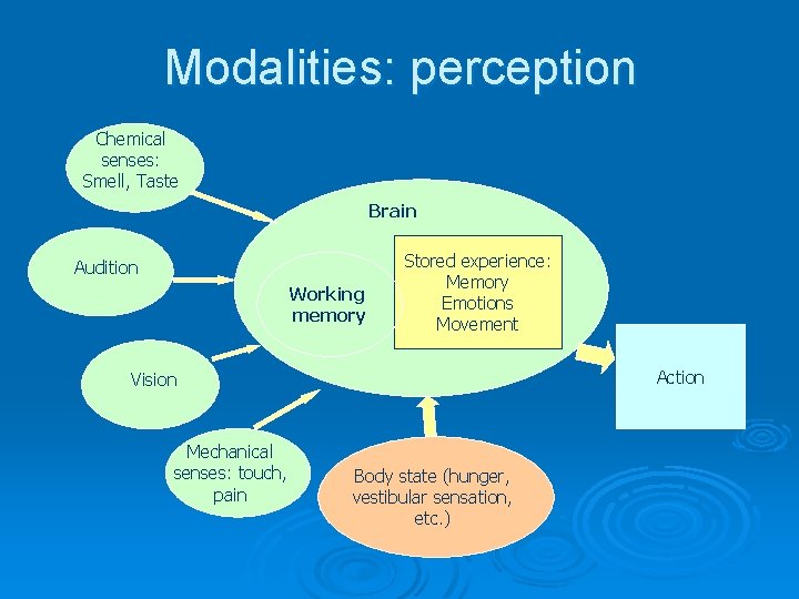 Modalities: perception Chemical senses: Smell, Taste Brain Audition Working memory Stored experience: Memory Emotions