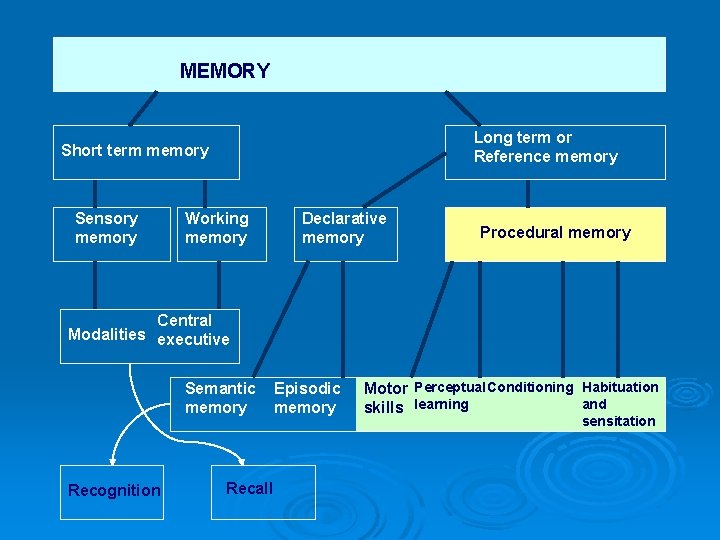 MEMORY Long term or Reference memory Short term memory Sensory memory Working memory Declarative