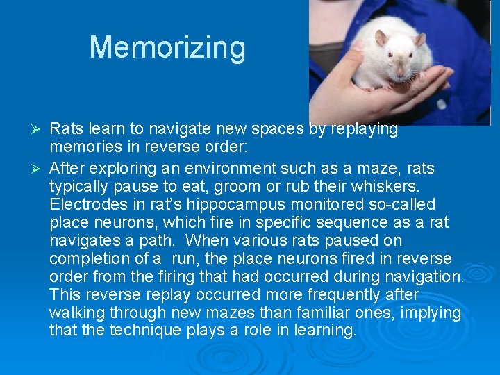 Memorizing Rats learn to navigate new spaces by replaying memories in reverse order: Ø