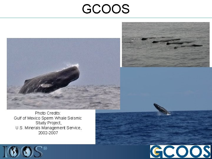 GCOOS Photo Credits: Gulf of Mexico Sperm Whale Seismic Study Project, U. S. Minerals