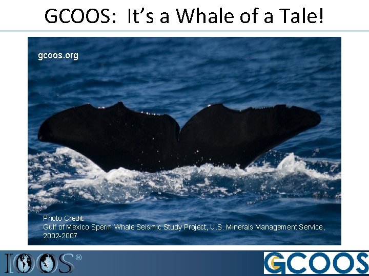 GCOOS: It’s a Whale of a Tale! gcoos. org Photo Credit: Gulf of Mexico