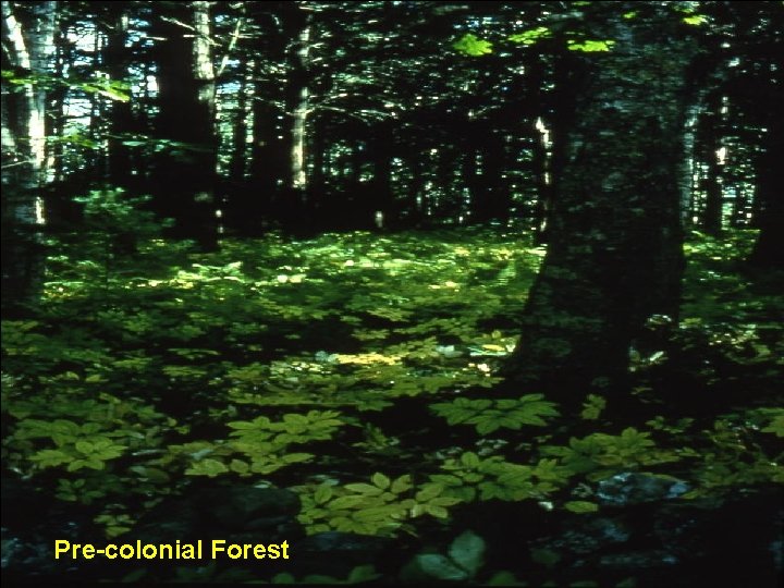 Pre-colonial Forest 