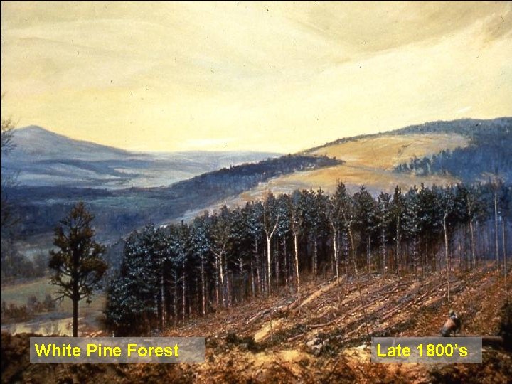 White Pine Forest Late 1800’s 