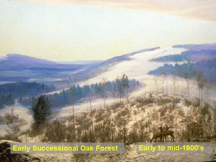 Early Successional Oak Forest Early to mid-1900’s 