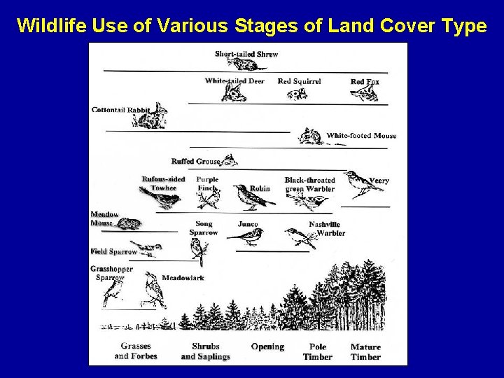 Wildlife Use of Various Stages of Land Cover Type 
