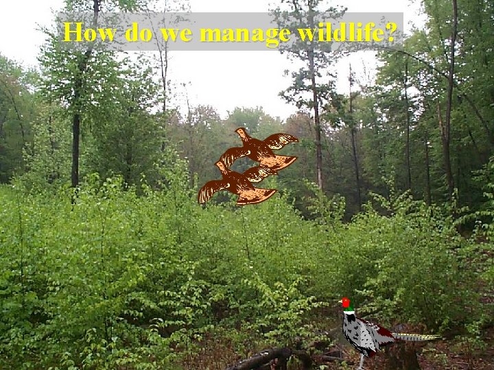 How do we manage wildlife? 