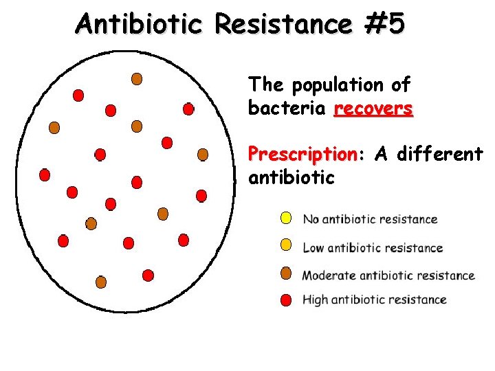 Antibiotic Resistance #5 The population of bacteria recovers Prescription: A different antibiotic 