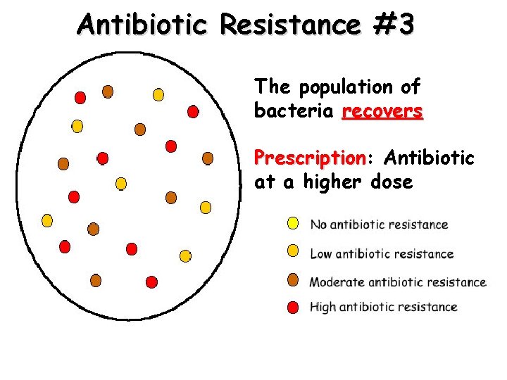 Antibiotic Resistance #3 The population of bacteria recovers Prescription: Prescription Antibiotic at a higher