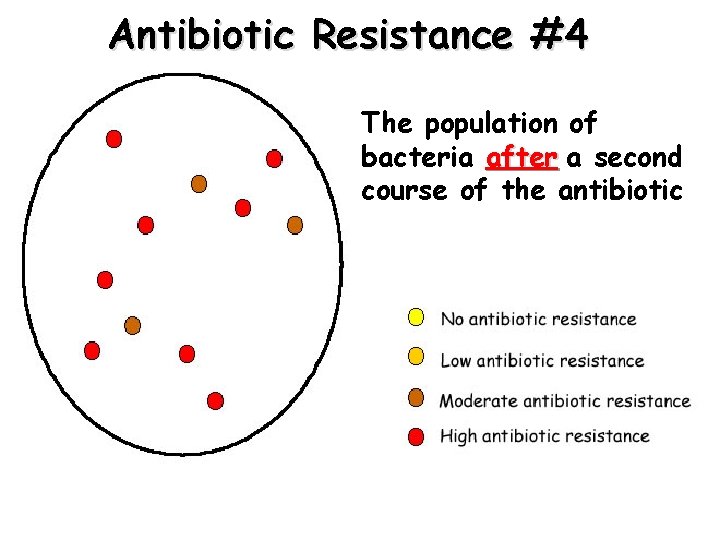 Antibiotic Resistance #4 The population of bacteria after a second course of the antibiotic