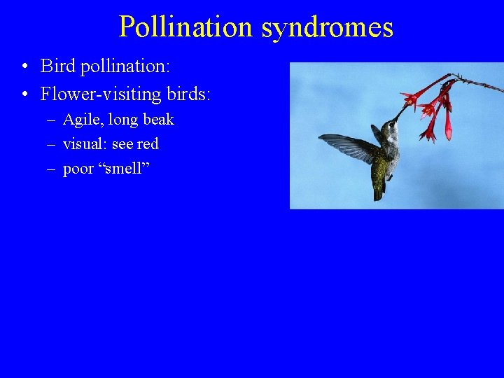 Pollination syndromes • Bird pollination: • Flower-visiting birds: – Agile, long beak – visual:
