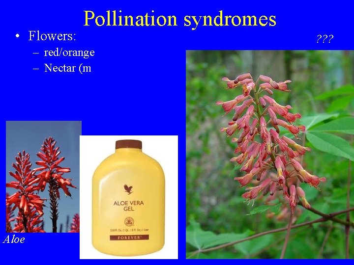  • Flowers: Pollination syndromes – red/orange – Nectar (m Aloe ? ? ?