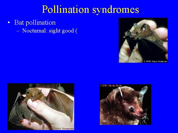 Pollination syndromes • Bat pollination – Nocturnal: sight good ( 