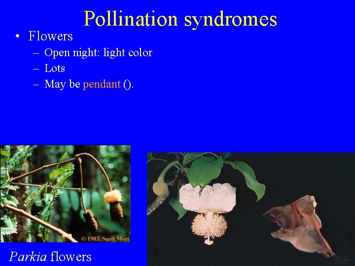  • Flowers Pollination syndromes – Open night: light color – Lots – May