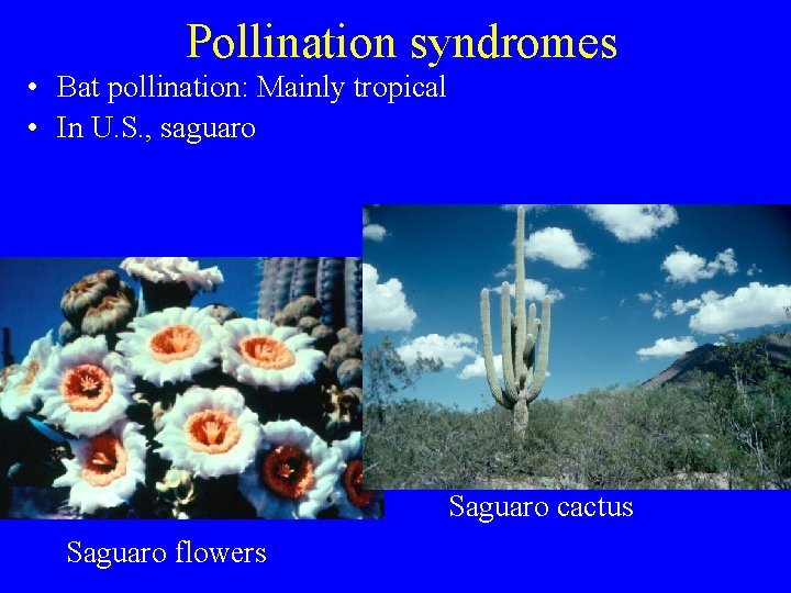 Pollination syndromes • Bat pollination: Mainly tropical • In U. S. , saguaro Saguaro