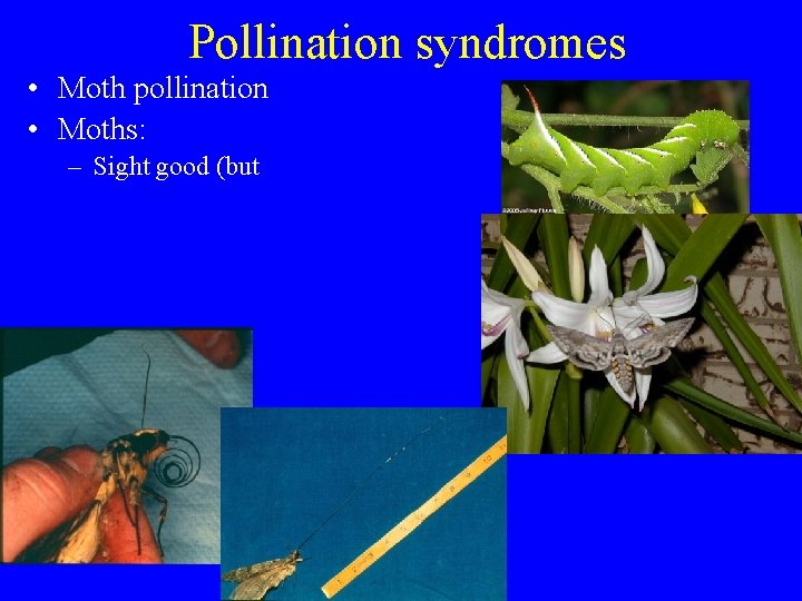 Pollination syndromes • Moth pollination • Moths: – Sight good (but 