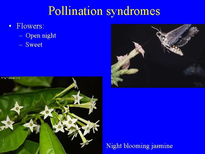 Pollination syndromes • Flowers: – Open night – Sweet Night blooming jasmine 