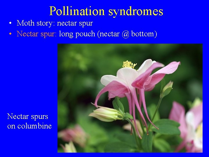 Pollination syndromes • Moth story: nectar spur • Nectar spur: long pouch (nectar @